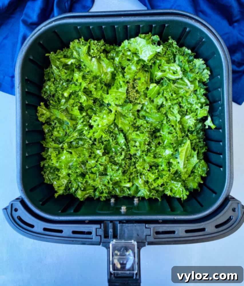 Raw kale leaves seasoned and ready to be air-fried, placed directly in the air fryer basket