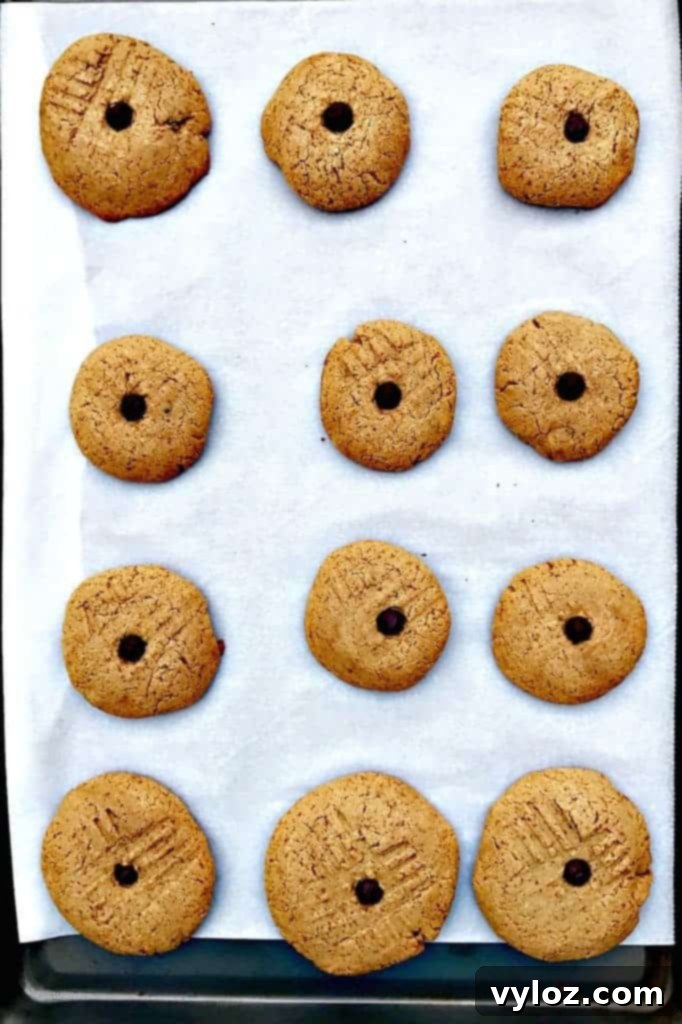 peanut butter dark chocolate chip protein cookies