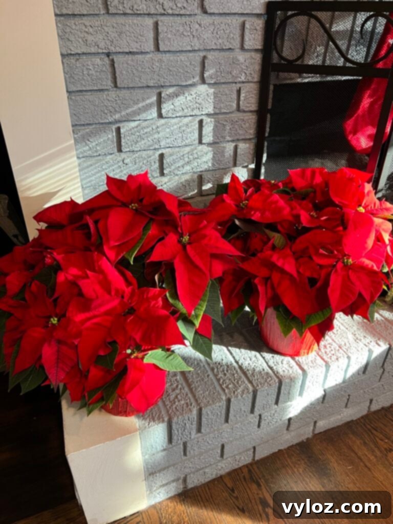 Trader Joe's Holiday Favorites 13 Trader Joe's Poinsettias for classic holiday decoration