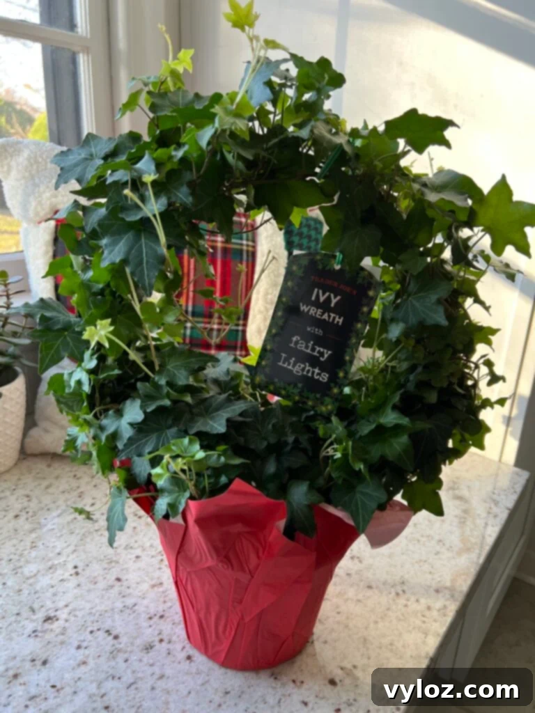 Trader Joe's Holiday Favorites 5 Trader Joe's Ivy Wreath with lights for holiday home decoration