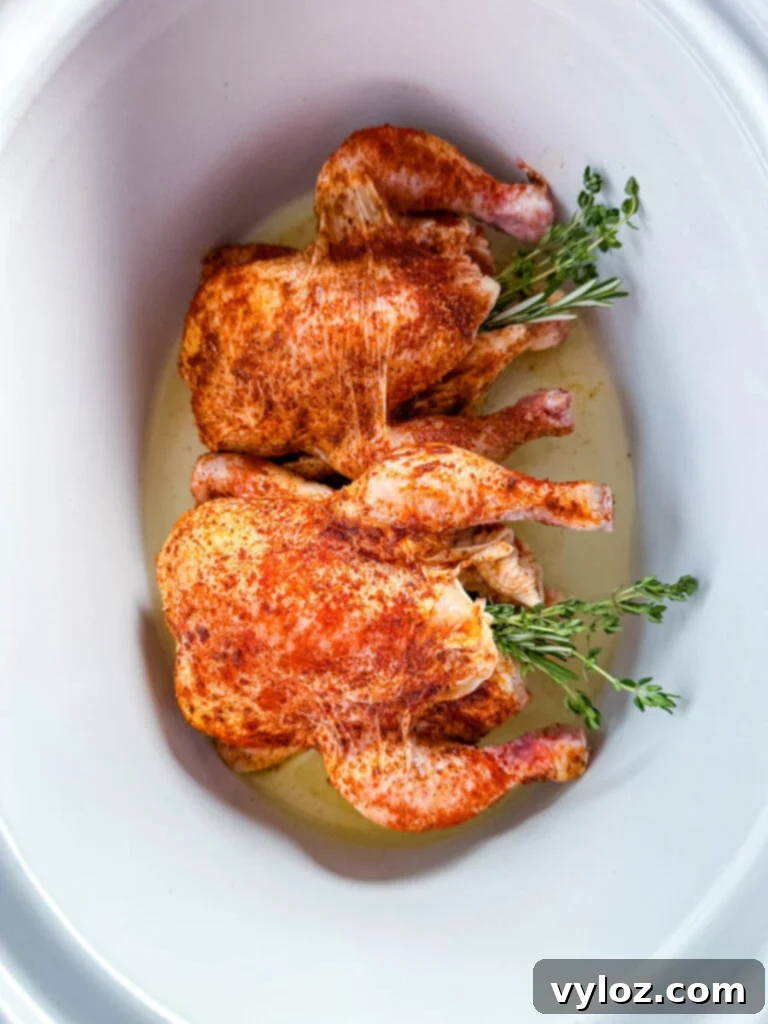 Perfect Slow Cooker Cornish Hens 7 uncooked cornish hens in a Crockpot slow cooker with broth and herbs