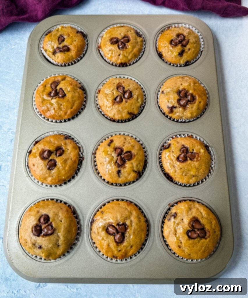 A freshly baked banana protein muffin with chocolate chips, still in the muffin tin, cooling down.