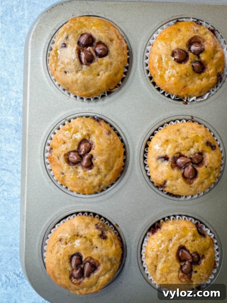 Two freshly baked banana protein muffins with chocolate chips in a muffin tin, showcasing their golden-brown tops.