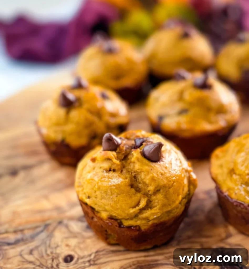A top-down view of several pumpkin protein muffins arranged on a flat surface, showing their inviting texture.